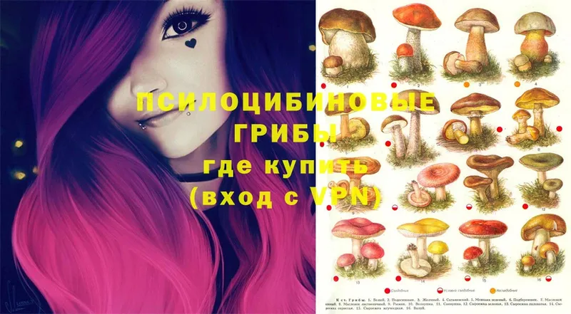 hydra ссылка  купить  цена  Курск  Псилоцибиновые грибы мицелий 