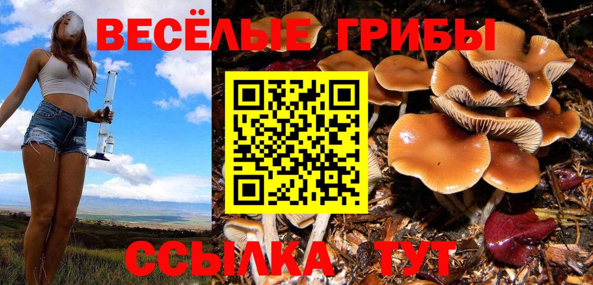 Галлюциногенные грибы Psilocybe Курск