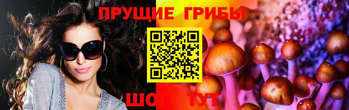 Псилоцибиновые грибы GOLDEN TEACHER  Курск  Псилоцибиновые грибы Psilocybe 